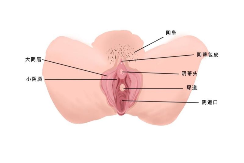 一组能明显看到阴蒂。阴蒂包皮和阴蒂头的图片